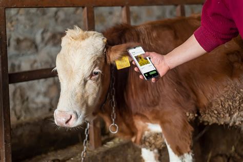 high frequency rfid tags for cattle|allflex 840 rfid tags.